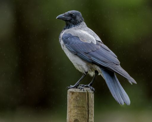 A black crow perched on a wooden pole