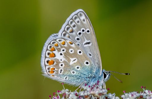 A closeup of common blue butterfly on a flower.