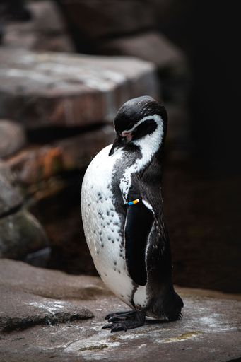 A vertical shot of a penguin with black and white plumage standing on a rock in a zoo