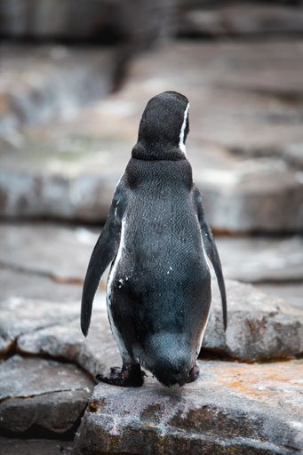 A vertical shot of a penguin with black and white plumage standing on a rock in a zoo