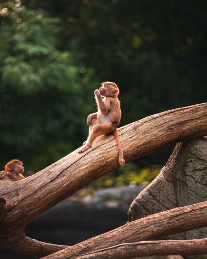 A vertical shot of a cute little monkey with brown hair sitting on a wooden branch in a zoo