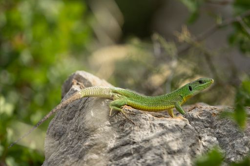 A closeup shot of a European green lizard crawling on a stone surface in a forest