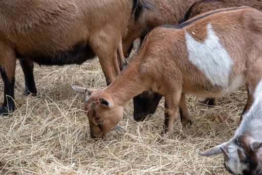 A closeup shot of goats in a farm with haystack surface