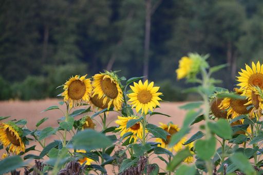 A shallow focus shot of beautiful sunflowers
