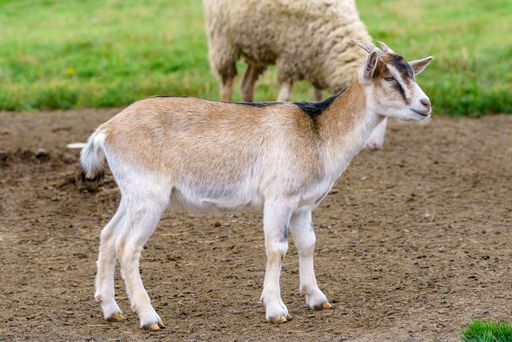 A beautiful brown goat in a farm
