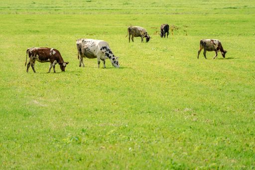 A herd of cows grazing in a green meadow