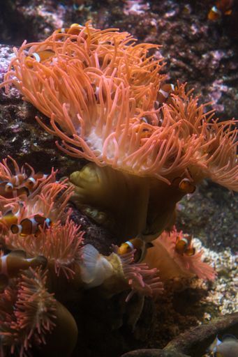 A closeup of the beautiful catalaphyllia seaweed with the clownfish swimming around, a vertical shot