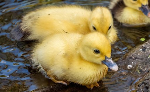 A closeup of two Muscovy duck chicks on the shore of a lake