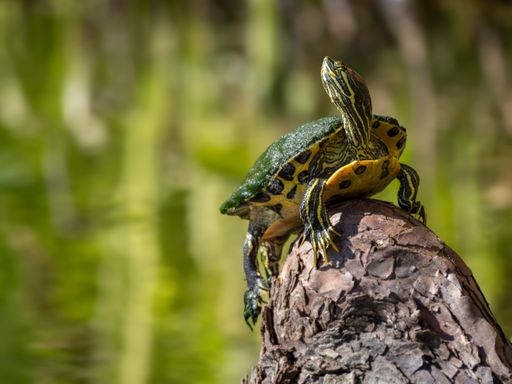 A closeup of a Yellow-bellied slider perched on a stone against the blurred  green background