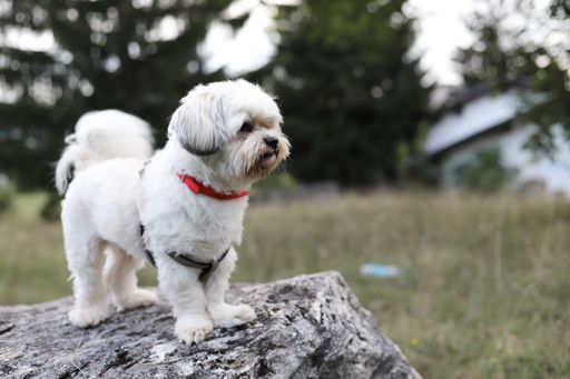A shallow focus shot of a white bichon Havanese dog standing on the stone