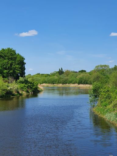 A vertical shot of a beautiful lake surrounded by plants and trees on a sunny day
