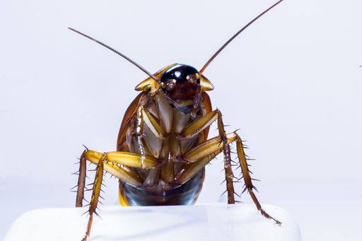 A horizontal macro image of a cockroach isolated on a white background