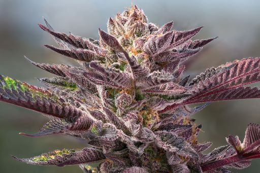 A view of a purple cannabis plant against a green background
