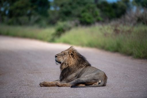 A closeup of a dirty lion laying on the road in Kruger National Park, South Africa