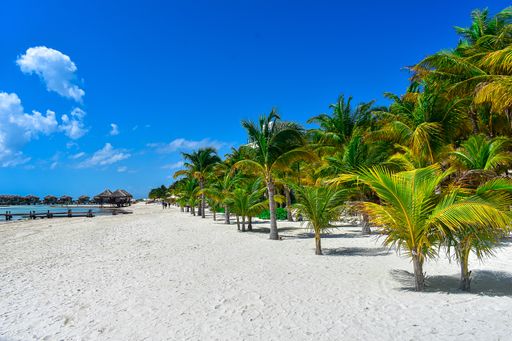A mesmerizing shot of a beautiful sandy beach with palm trees