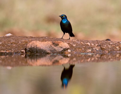 A closeup shot of a common grackle perched on the edge of water in the Kruger National Park South Africa.