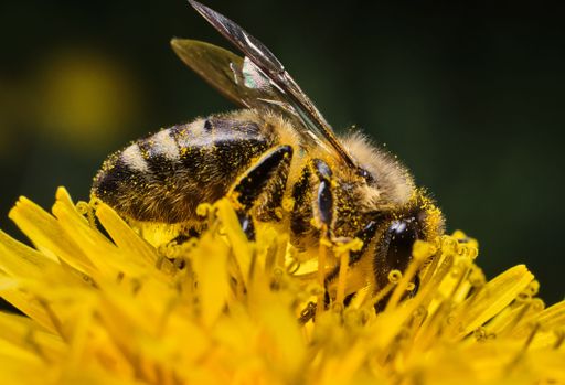 A macro shot of a bee standing on a yellow dandelion flower with blur background
