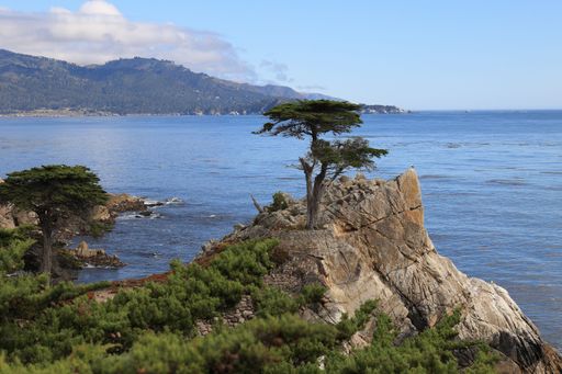 A single cypress tree stands atop a rocky rise, its branches silhouetted against the horizon