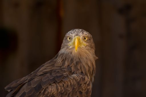 A closeup of a White-tailed Eagle isolated on black background
