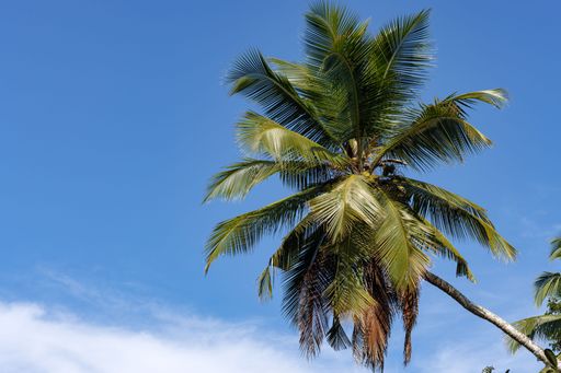 Branches of coconut trees waving slowly in the wind