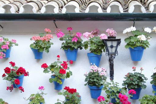 A closeup shot of flowers in pots hanging on a wall