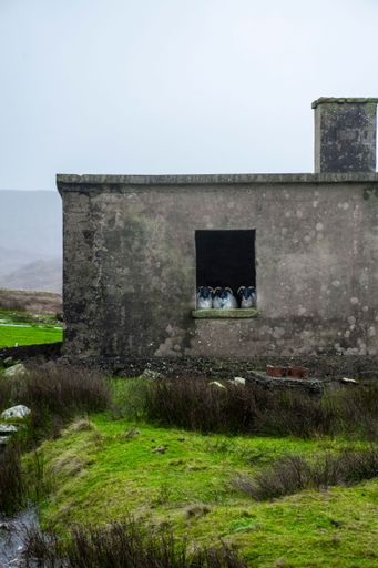 A vertical shot of an old stone barn with animals in the Irish countryside under gray sky