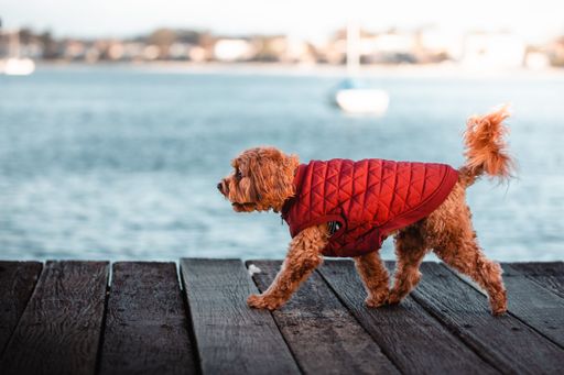 The close-up view of a brown labradoodle wearing a red cloth while walking by the water