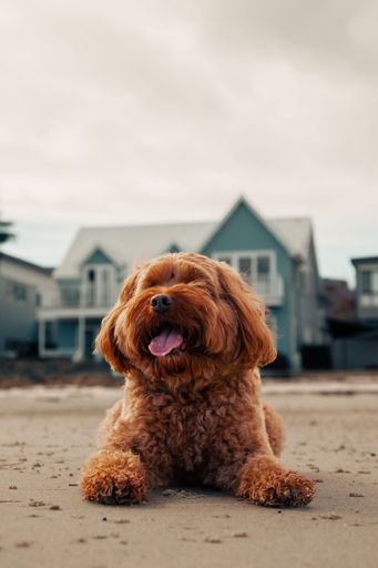 The vertical close-up view of a brown labradoodle laying before the house
