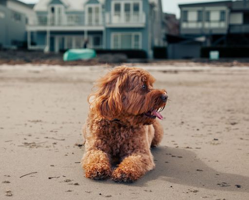 A cute Cavapoo lying on the beach looking to the side with its tongue out