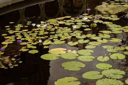 A view of water lily flowers growing with green leaves in a pond
