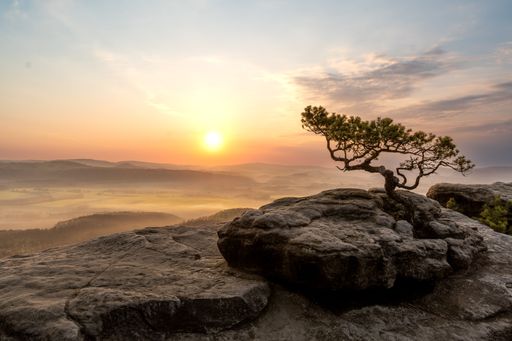 A magnificent view of a lonely juniper tree on the top of the rocky mountain Lilienstein in Germany, with the misty sunset in the background