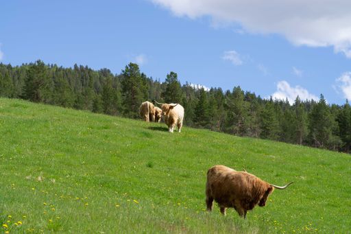 A herd of highland cows grazing on a rural green field