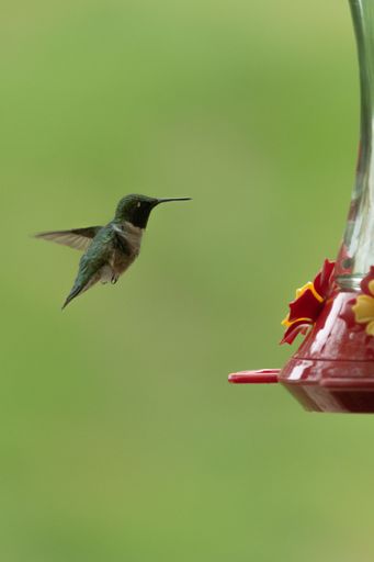 A vertical selective focus shot of a ruby-throated hummingbird flying near a feeder