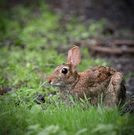A closeup shot of a cute brown rabbit jumping around in the grass