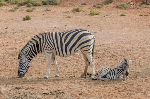 A baby zebra next to its mom grazing in a deserted area with small grass clusters around