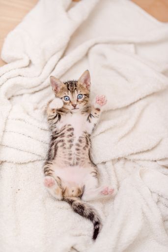 A vertical shot of a cute cat with blue eyes laying on the blanket