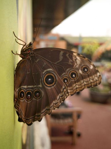 A vertical shot of an owl butterfly perched on the wall of a building in the daylight