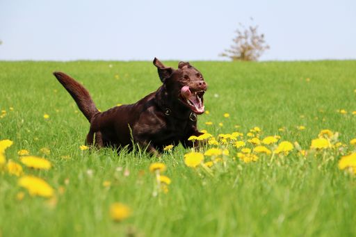 A selective focus shot of a cute dog running in a field