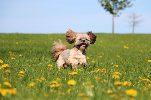 A selective focus shot of an adorable dog