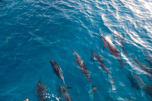 The group of dolphins swimming in an ocean with clear, blue water