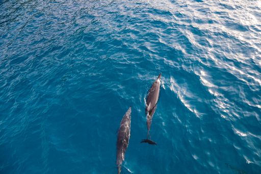 The cute, and adorable dolphins swimming in an ocean with clear, blue water