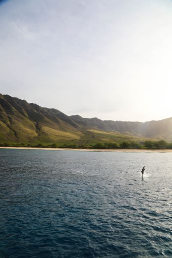 A vertical shot of a dolphin swimming in the sea near the coast with beautiful mountains
