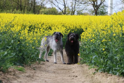 A closeup of two cute schnauzers standing in a rapeseed field during daylight