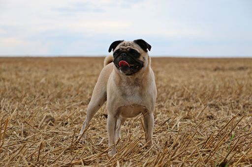 A funny bulldog playing in a dry grassy field at daytime