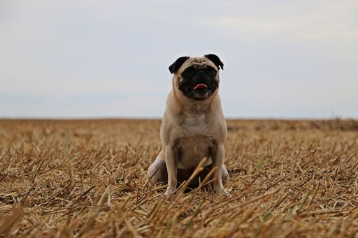 A selective focus shot of an adorable dog