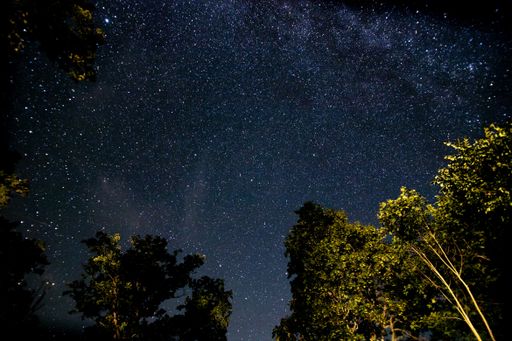 A beautiful shot of trees against a starry galaxy sky -perfect for wallpapers