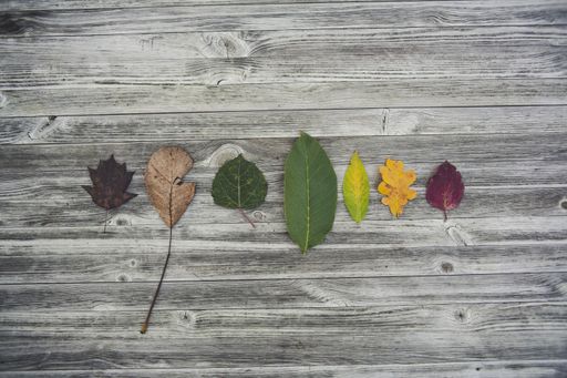 A high angle shot of leaves with different size and colors on a wooden surface