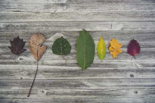 A wide high angle shot of different colorful leaves on a wooden surface