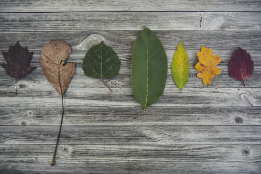 A high angle shot of leaves with different size and colors on a wooden surface