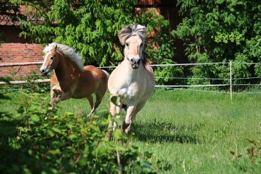 A selective focus shot of Haflinger horses running inside their paddock on a sunny day